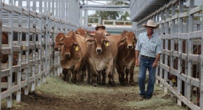 2021澳大利亞牛肉產(chǎn)業(yè)及肉類加工展覽會舉辦時間Beef Australia(www.cqmrd.com)