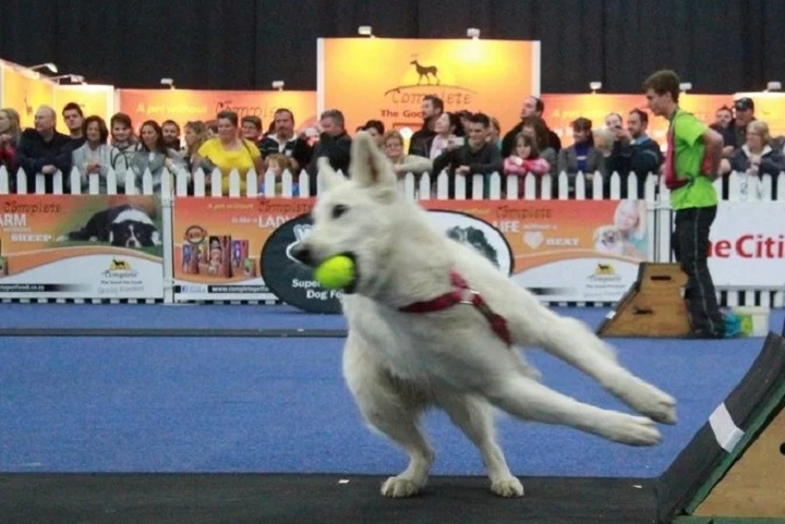 南非國際寵物用品展覽會Pet Expo(www.cqmrd.com)